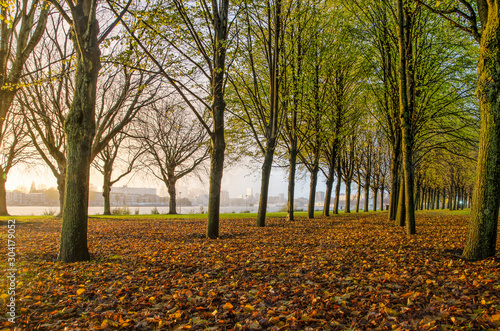 Fallen leaves covering the ground in Park de Oude Plantage in Rotterdam, The Netherlands, with a view towards the city center photo