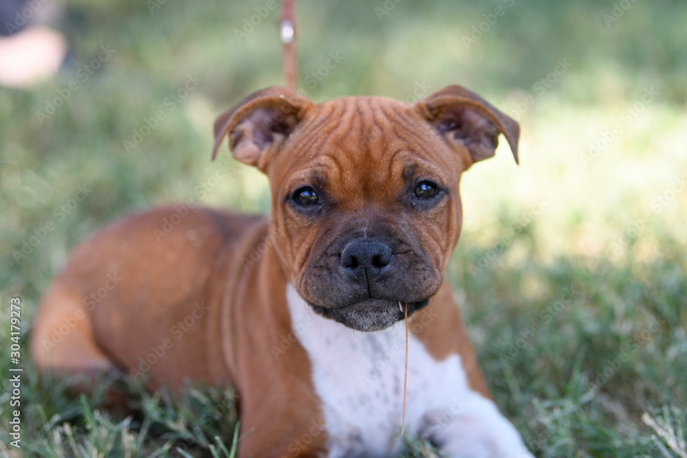 Staffordshire Bull Terrier Puppy Staffordshire Bull Terrier Puppy