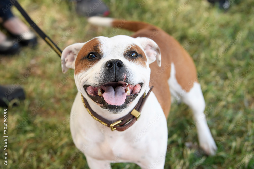 Smiling Staffordshire Terrier