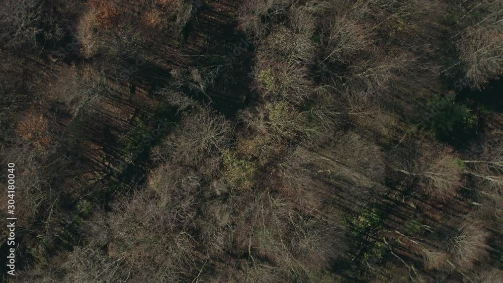 Vergänglichkeit - Flug nach oben über einen vom Herbst entblätterten Wald