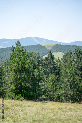 pine trees in the mountain