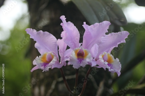 Majestic Cattleya trianae  orchid flower endemic to Colombia photo