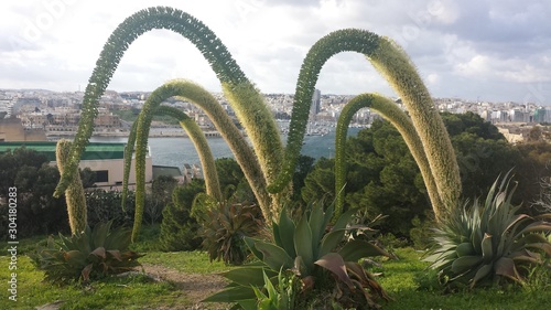 Valetta view over to sliema with bluming agave attenuata photo