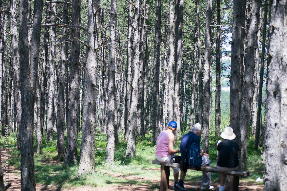 Obraz premium people sit on a bench in the pine forest in zlatibor serbia