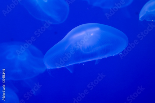 Blue lightened jellyfish in ocean on a light and bright background of water. Underwater life. Texture and background of the ocean. Tourism and underwater diving. Copy space