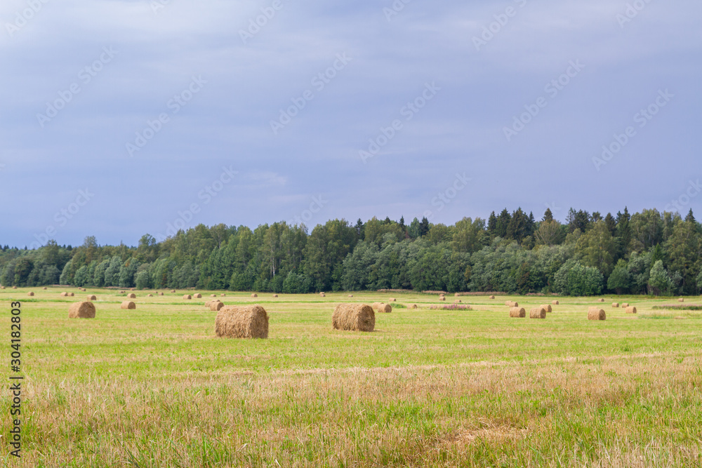Haystacks are removed from the fields in the summer near the forest
