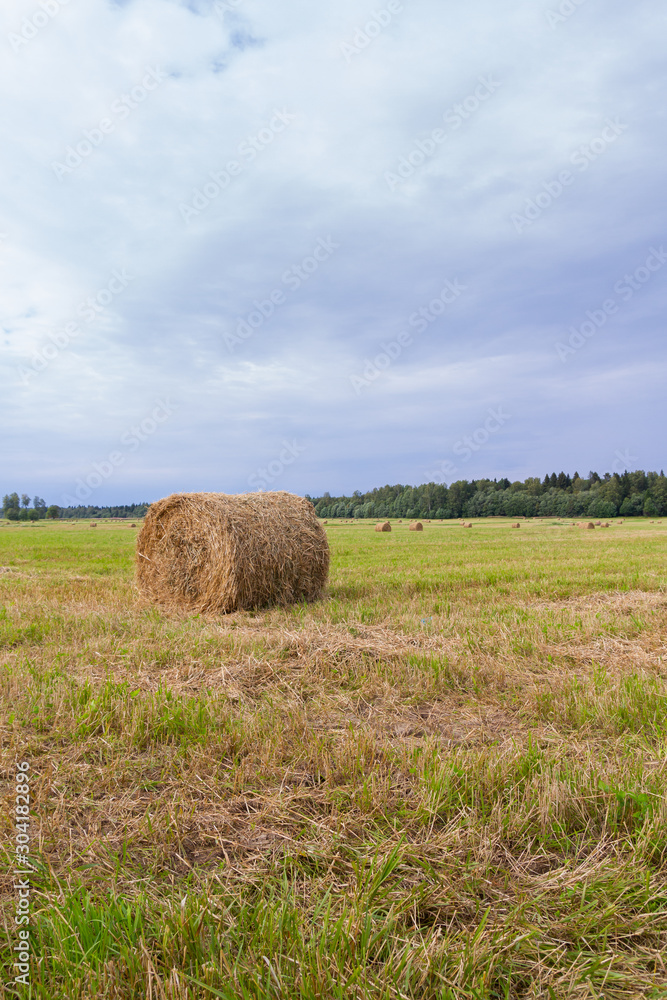 Haystacks are removed from the fields in the summer near the forest Haystacks are removed from the fields in the summer near the forest