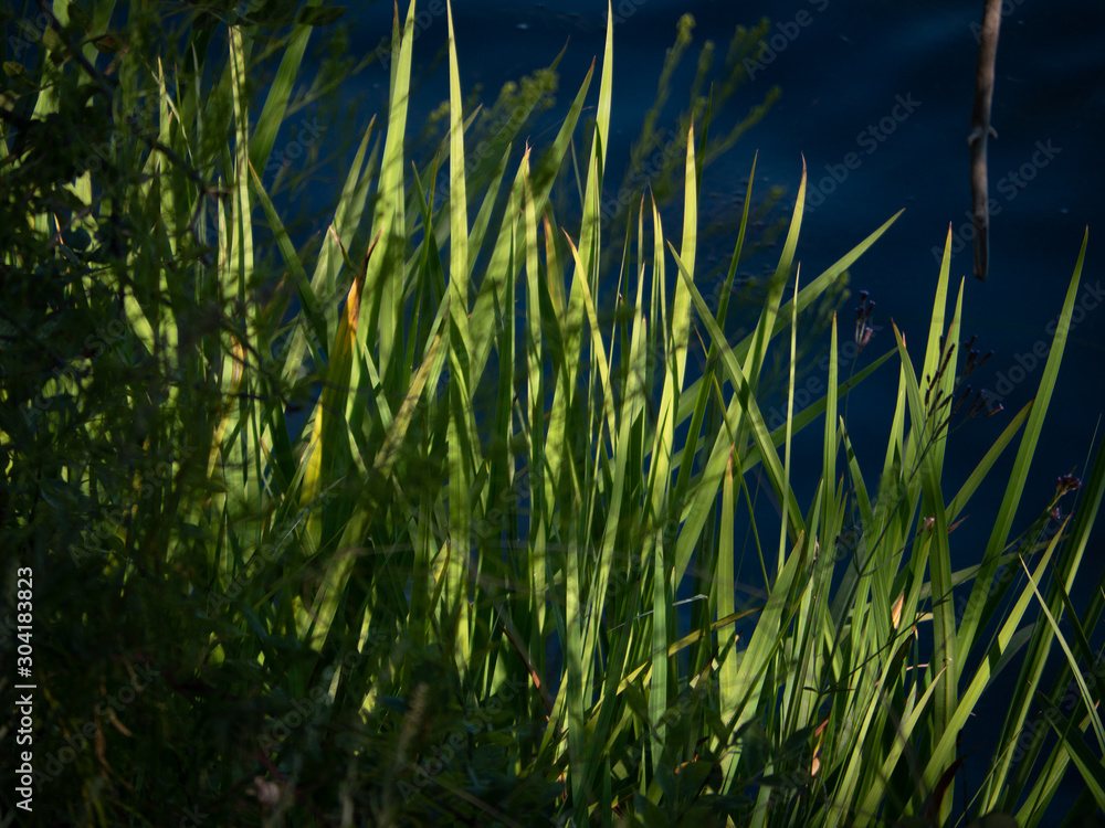 Obraz premium Shadows through the grass