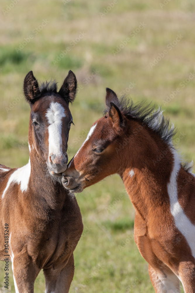 Pair of Cute Wild Horse Foals in the Utah Desert Pair of Cute Wild Horse Foals in the Utah Desert