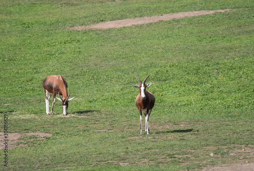 Fototapeta Naklejka Na Ścianę i Meble -  Two adult Blesbok or blesbuck antelope, Damaliscus pygargus phillipsi, brown animal with horns, white blaze on the face, endemic to South Africa and Swaziland, grazing on green grass