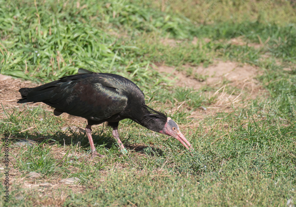 Fototapeta premium Portrait of Northern bald ibis, hermit ibis, Geronticus eremita, looking for food in green grass. Strange ugly looking bird with featherless head