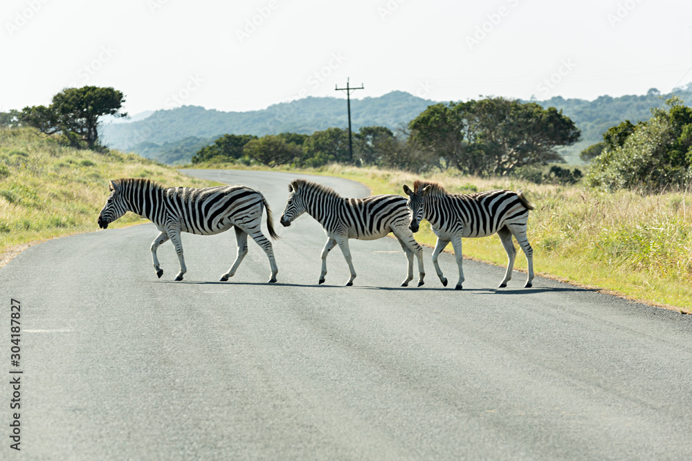 Naklejka premium Cebras cruzando la carretera en el parque nacional Kruger, Sudáfrica.