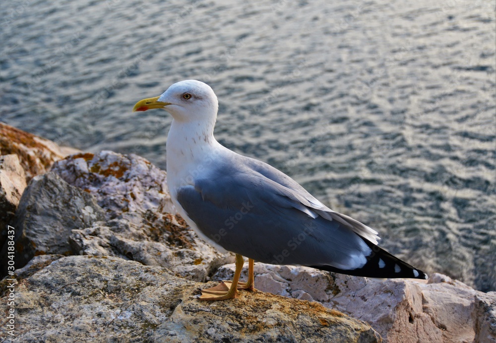 a seagull sitting on a stone