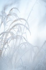 Frost covered grasses in winter landscape, selective focus and shallow depth of field