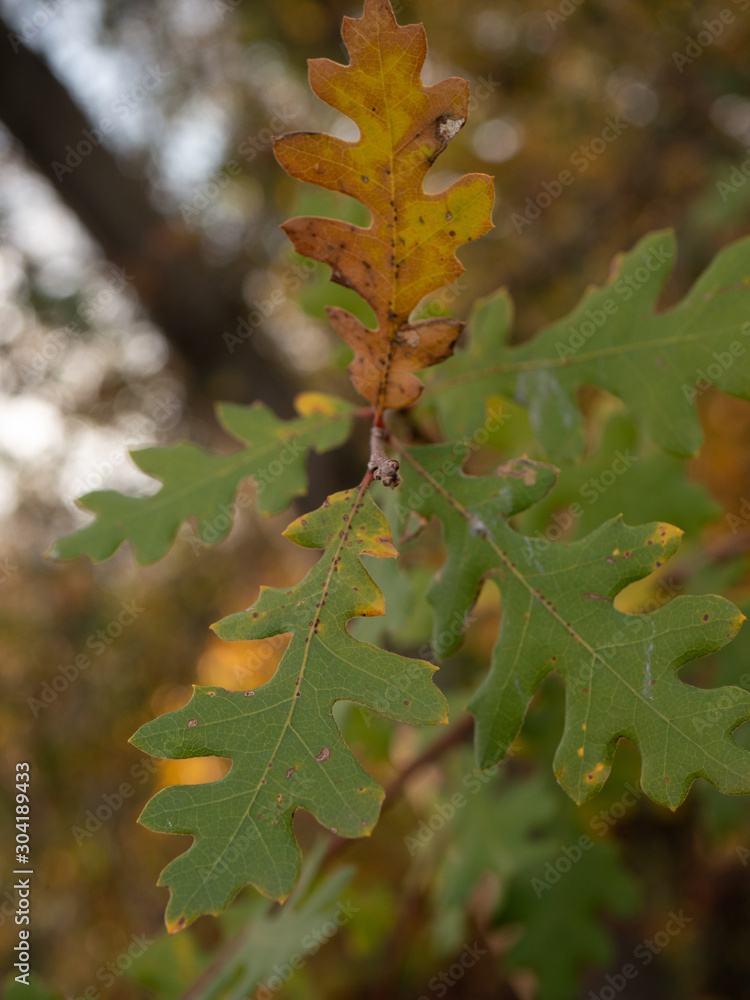 Fototapeta premium Valley oak leaf autumn/fall detail