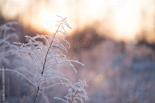 Wildflowers covered with snow, frost and ice. Winter landscape in the setting sun