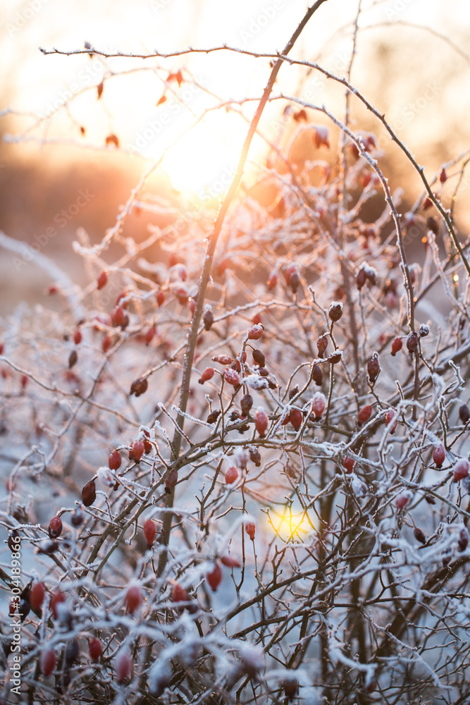 Rosehips covered in snow, frost and ice. Winter landscape
