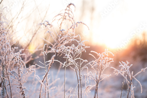 Wildflowers covered with snow, frost and ice. Winter landscape in the setting sun © BarbaraKrupa