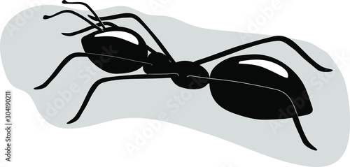 Vector illustration of a black silhouette ant. Isolated white background. Icon insect ant side view .