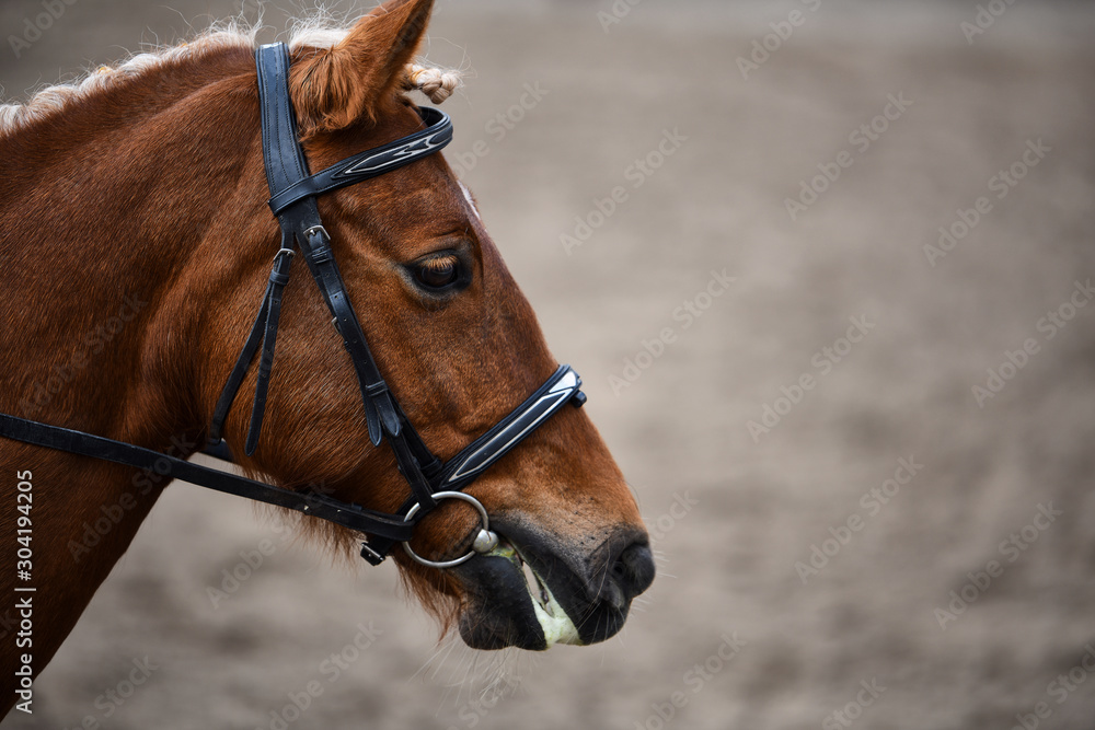 Obraz premium Brown horse in nature. Portrait of a brown horse.
