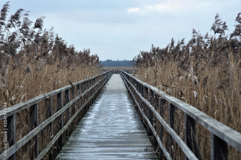 wooden bridge in the forest