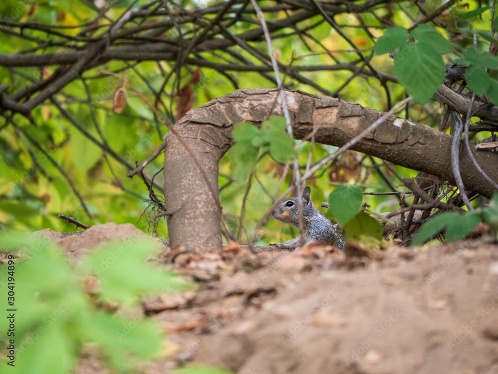 Ground squirrel peeking through woodland 