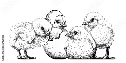Little chickens. Wall sticker. Hand-drawn, artistic, black and white sketch of chickens on a white background.
