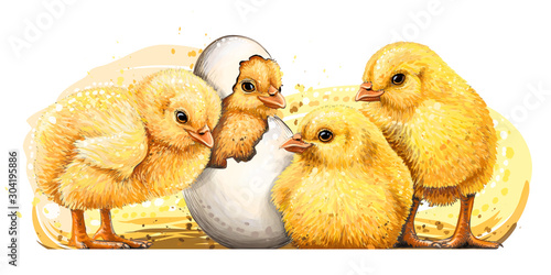 Little yellow chickens. Wall sticker. Hand-drawn, artistic, color image of chickens in watercolor style on a white background.