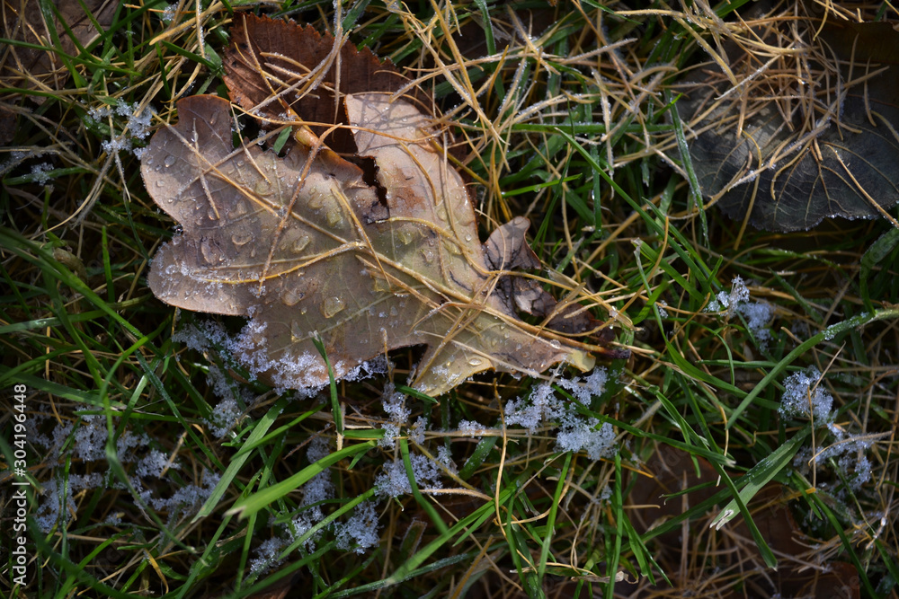 Oak tree leaf with first frost