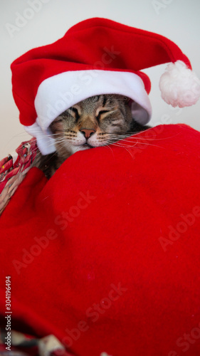 Portrait of a sleeping cat with red Santa Claus hat covered with a red blanket. © Natasa
