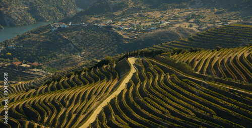 Alto Douro vinhateiro vineyards during harvesting season (vindima) - UNESCO World Heritage 