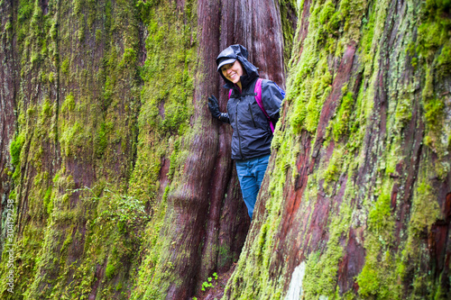 A woman wearing a rain coat smiles while leaning out between two mossy, massive old growth cedar trees in the Hoh Rain Forest along the Hoh River Trail in the Olympic National Park in Washington State. photo