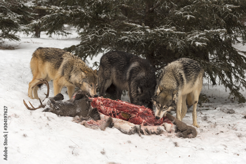 Naklejka premium Trio of Grey Wolves (Canis lupus) Feed on Deer Carcass Winter