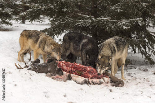 Trio of Grey Wolves  Canis lupus  Feed on Deer Carcass Winter
