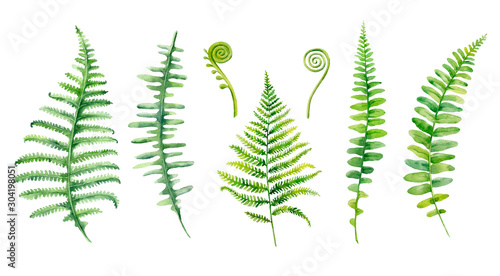 Watercolor hand painted leaves of fern plants on white background..