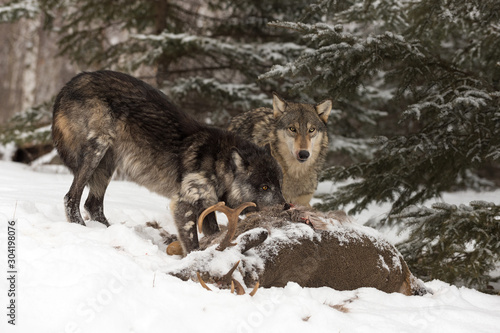 Black Phase and Grey Wolf (Canis lupus) Look Up Over Deer Carcass Winter © hkuchera