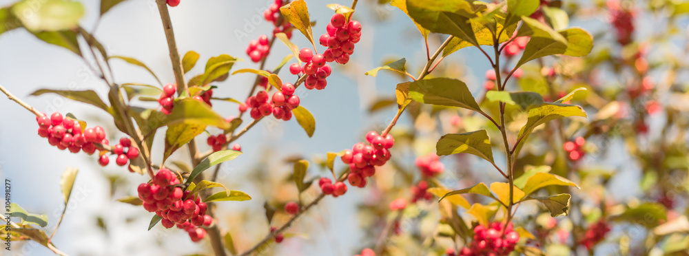 Panoramic beautiful Texas Winterberry (Ilex Decidua) red fruits on tree branches on sunny fall day Panoramic beautiful Texas Winterberry (Ilex Decidua) red fruits on tree branches on sunny fall day