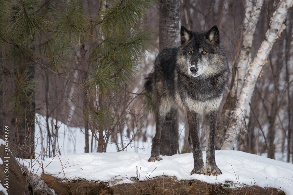 Black Phase Grey Wolf (Canis lupus) Stands Staring Out From Snow Covered Rock Winter