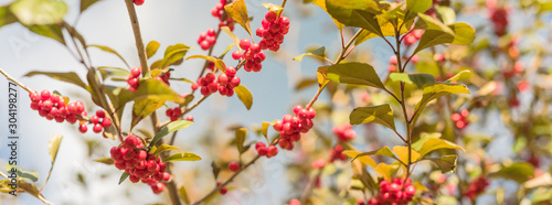 Panoramic beautiful Texas Winterberry (Ilex Decidua) red fruits on tree branches on sunny fall day