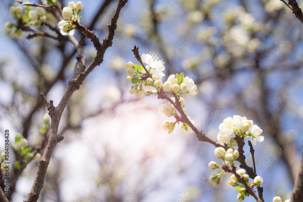 Flowering plum branches in spring Flowering plum branches in spring