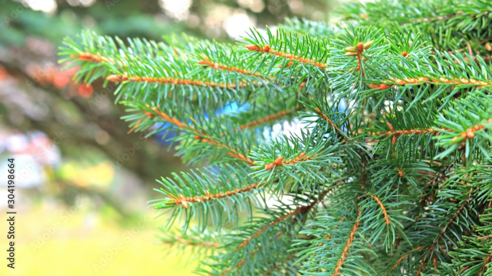 Closeup Christmas tree background.Holiday approaching. Closeup Christmas tree background.Holiday approaching.