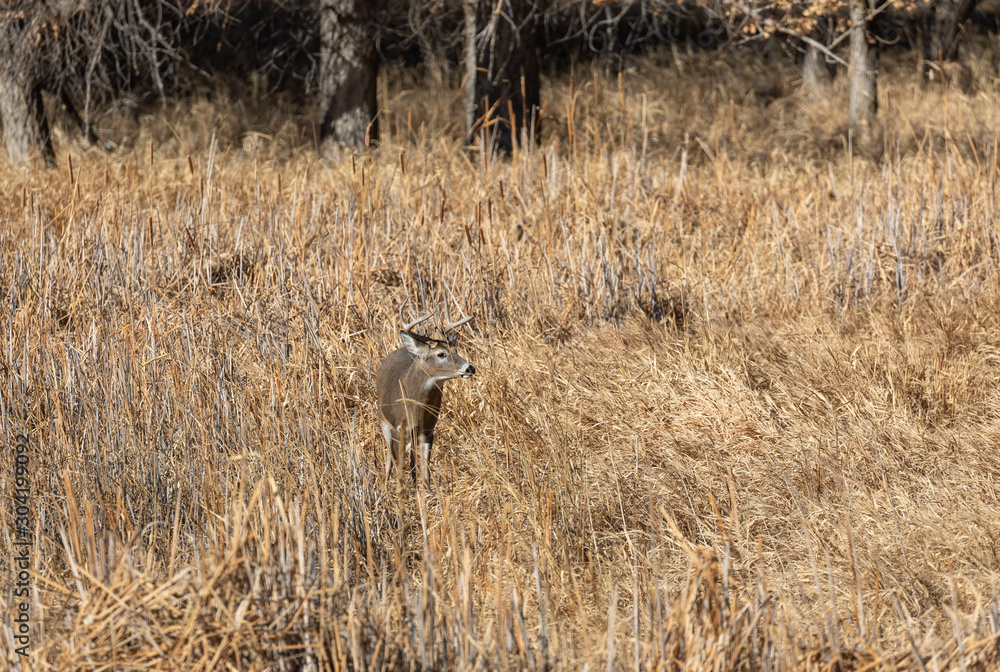 Whitetail Deer Buck During the Fall Rut Whitetail Deer Buck During the Fall Rut