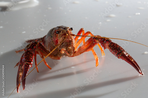 Quadro em tela Red swamp crawfish