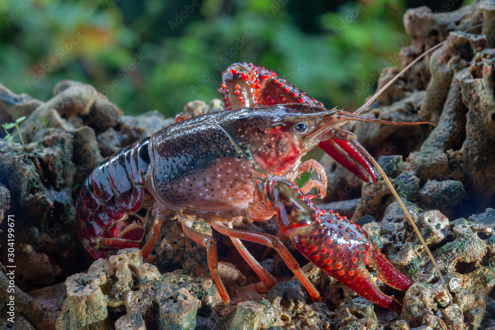 Red swamp crawfish