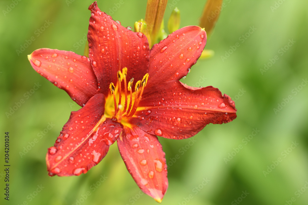 Red lily flower with rain drops macro showing details of petals stigma and stamens Red lily flower with rain drops macro showing details of petals stigma and stamens