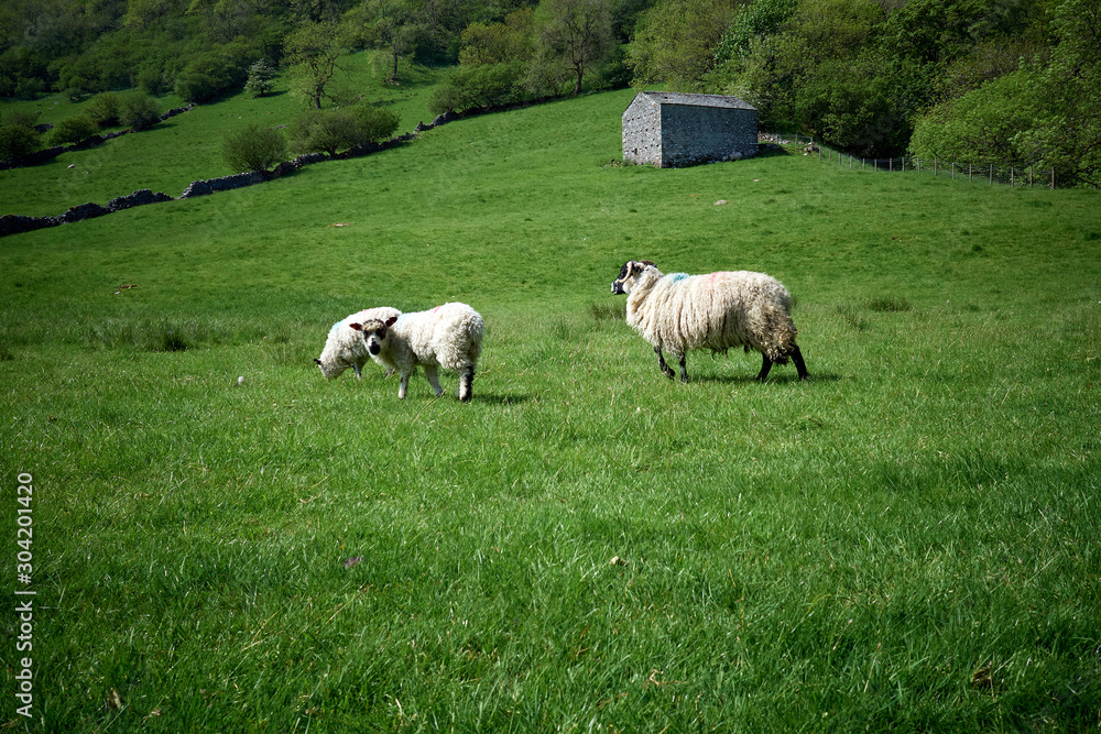 Three sheep standing in a green grass field. Two walking away, other looking at the camera with dry stone walls in the background. Small building on the hill. In Yorkshire, UK. Three sheep standing in a green grass field. Two walking away, other looking at the camera with dry stone walls in the background. Small building on the hill. In Yorkshire, UK.
