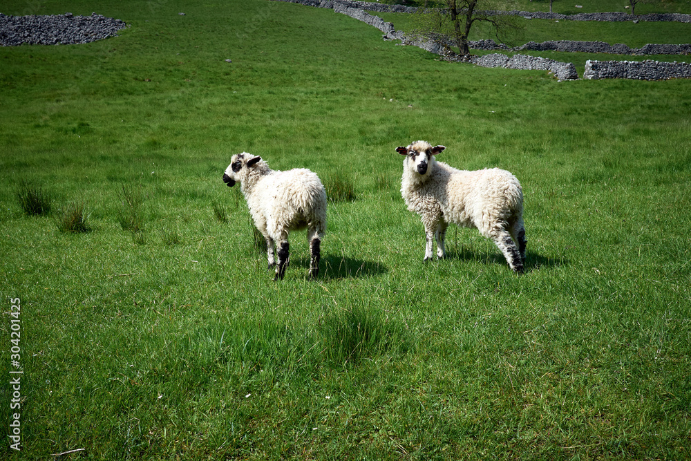 Two sheep standing in a green grass field. One with mouth open, other looking at the camera with dry stone walls in the background with a hill in Yorkshire. Two sheep standing in a green grass field. One with mouth open, other looking at the camera with dry stone walls in the background with a hill in Yorkshire.