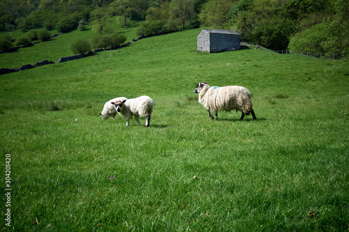 Three sheep standing in a green grass field. Two walking away, other looking at the camera with dry stone walls in the background. Small building on the hill. In Yorkshire, UK.