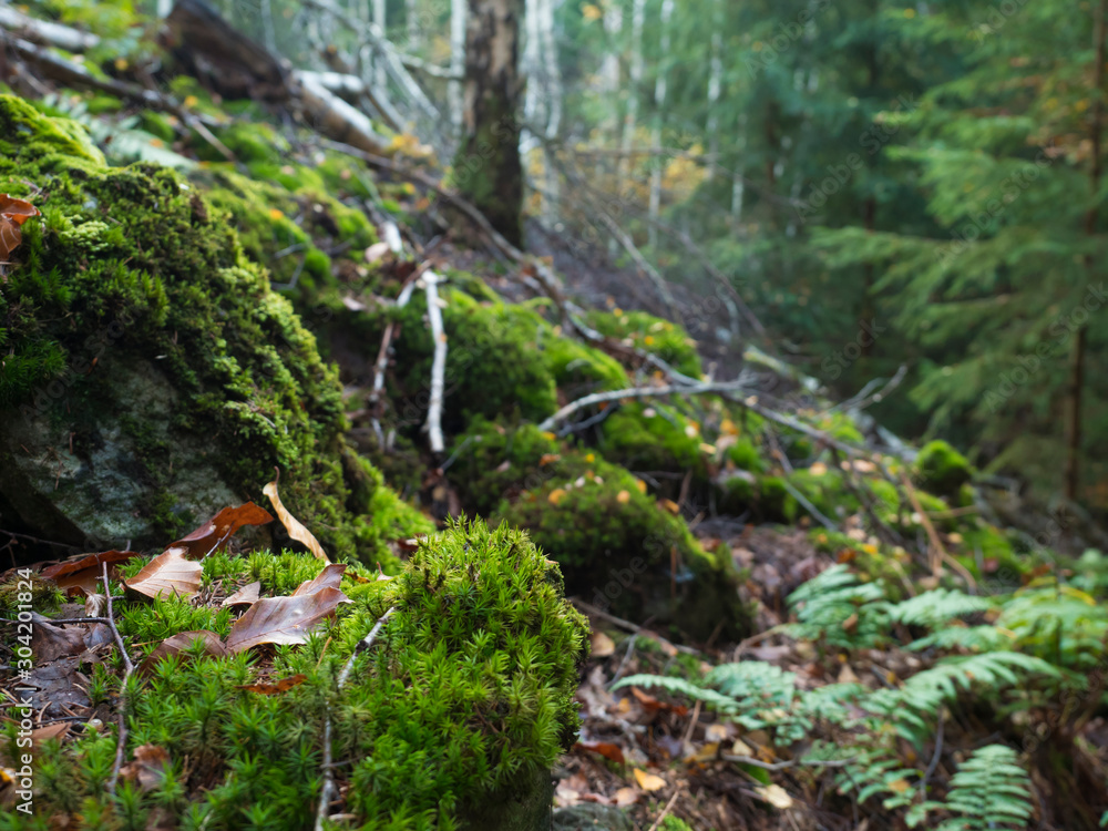 Obraz premium Beatiful autumn forest background with green moss, ferns, boulders, stones and autumn colored fallen leaves and tree branch.
