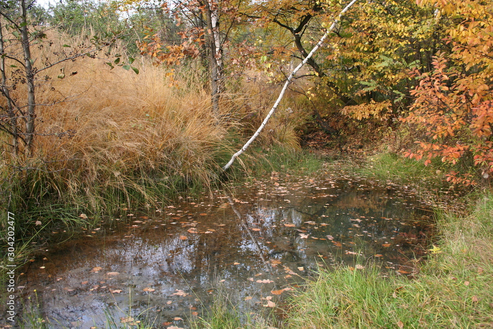 Obraz premium Jesień